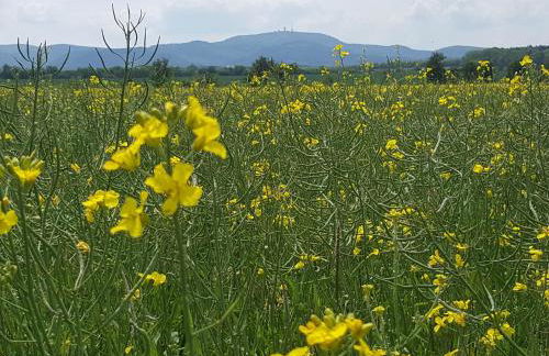 Ferienhaus Am Kirchberg - Foto 54
