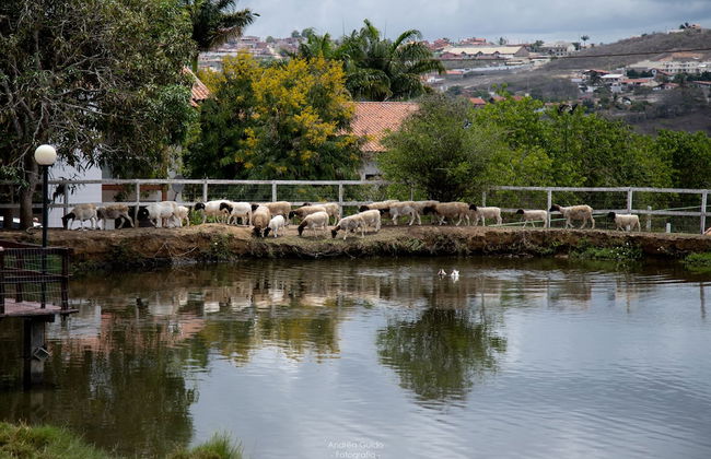 Hotel Portal de Gravatá - Foto 10