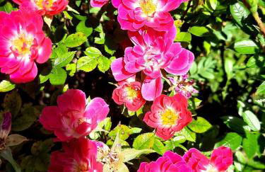 Ferienhaus Graziadei - Foto 7