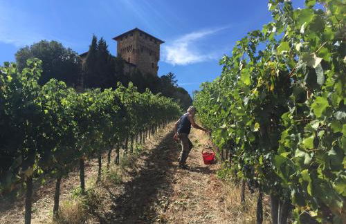 Castello di Cafaggio - Foto 41