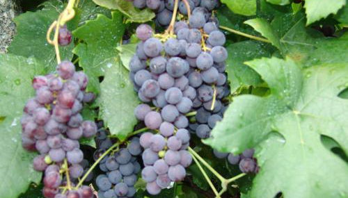 Quinta de Santa Marinha - Foto 5