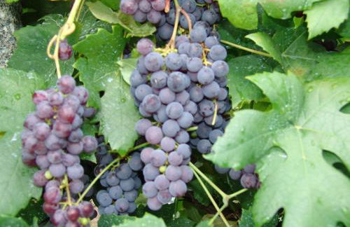 Quinta de Santa Marinha - Foto 5