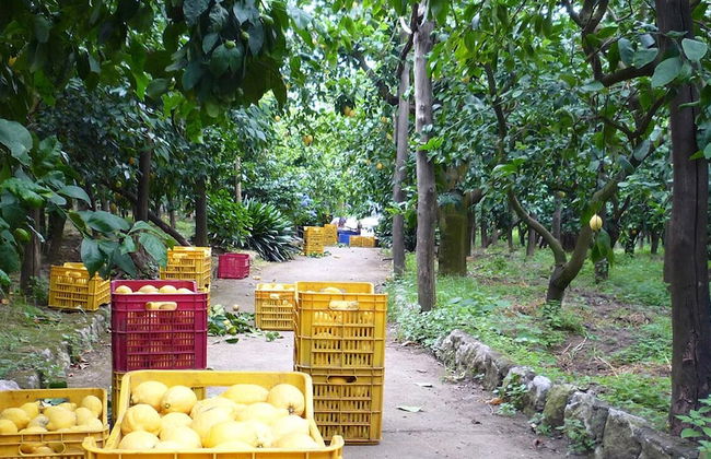 Agriturismo Il Giardino di Vigliano - Foto 45