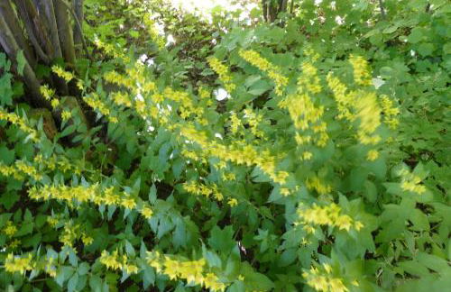 Landleben - Ferienhaus 2 - Foto 25