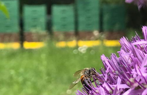 Ferienwohnungen direkt am Wasser - Photo 24