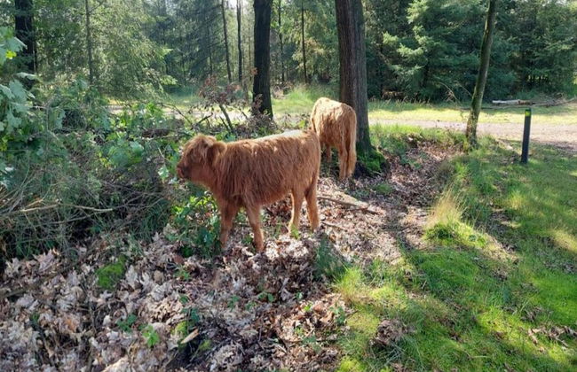 Bungalow in De Peel by Forest Retreat - Photo 32