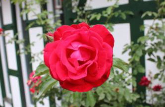 Gemütliches Fachwerkhaus im Herzen Nideggens - Foto 29