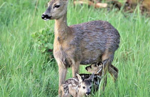 Ferienwohnung Sonnenblick - Foto 11