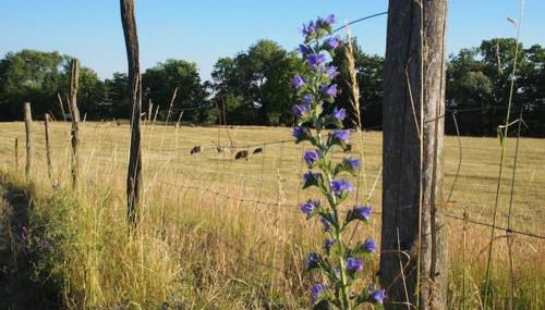 Gut Pälitzhof - Foto 3