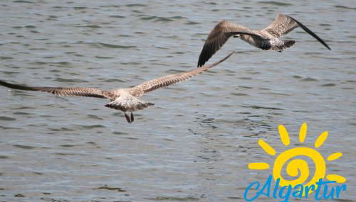 Santa Luzia Residence by Algartur - 5 mins Downtown - AC - Pool - Wi-Fi - Smart TV - Foto 3