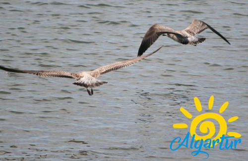 Villa 91 by ALGARTUR - Foto 49