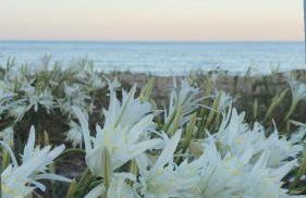 Villa Marianna - Foto 23