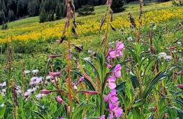 Unique Historic Mountain Cabin In Beautiful Como - Foto 29