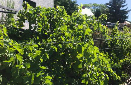 Schlossberg Apartments & Garten in der Natur & unweit vom "Thüringer Meer" - Foto 67