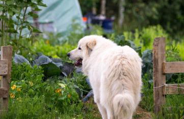 Siedlisko MiłoBrzózka - Photo 15