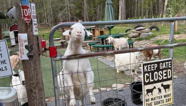 Catskills Aframe, Water View, Goat Sanctuary - Foto 4