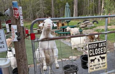 Catskills Aframe, Water View, Goat Sanctuary - Foto 4