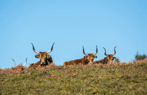 Casa da Fonte - Branda da Aveleira - Photo 28