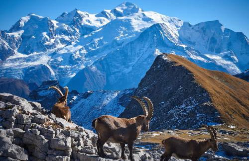 Vue panoramique sur les montagnes plein Sud - T2 Skis aux pieds, Piscine & Spa - Foto 27