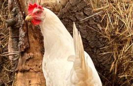 Harzglück - Foto 13