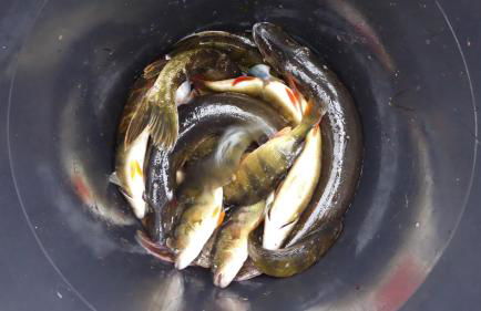 Ferienhaus Gut Rattelvitz Insel Rügen - Foto 15