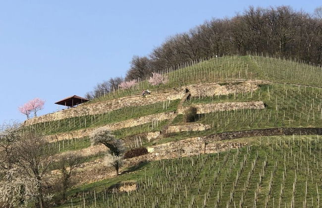 Holiday Apartment Forest - Foto 13