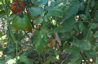 BIO Garden Stonehouse - Foto 44