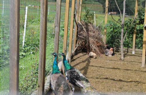 Ferienwohnung Schwarzwaldhof - Foto 33