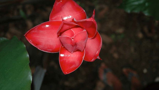 Admirando la flora del Parque Nacional Manuel Antonio