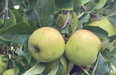 Vila Aurora - Foto 37