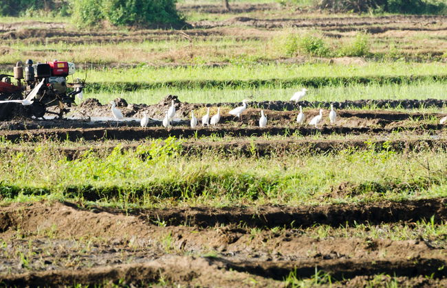 Excursión a Habarana - Foto 8