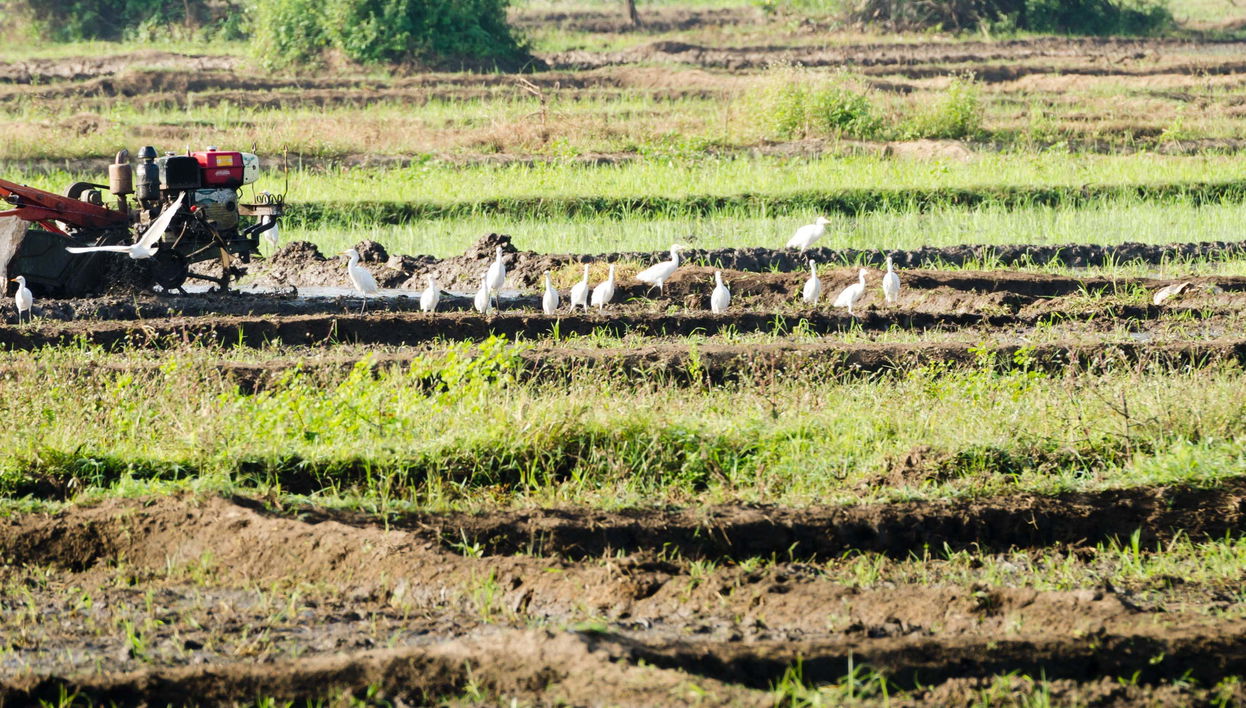 Excursão a Habarana