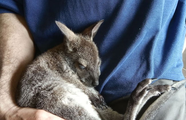 Steigmatt Bauernhof - Erlebnis - Foto 61