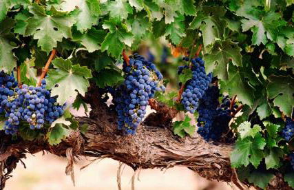 Agriturismo Le Vigne - Foto 53