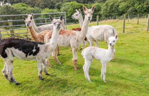 Shepherds Hut - The Crook - Foto 23
