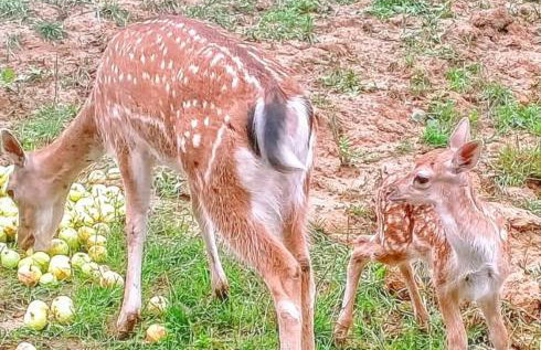 Siedlisko Sielska Dolina Nad Stawem luksusowy domek całoroczny z klimatyzacją - Foto 21