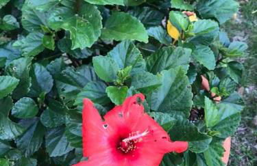 Almond Tree House - Eco Retreat - Foto 74