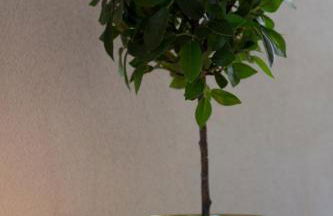 La Casa dell Olivo - Foto 28