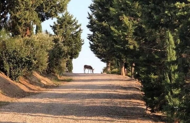 San Lorenzo Agriturismo - Foto 42