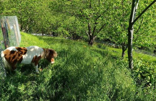 Μικρό κτημα - Foto 1