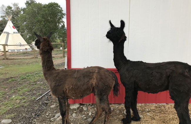 Eycat Lodging Company - Foto 14