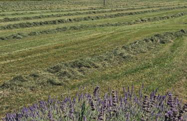 Mas Saint Jean - Foto 38