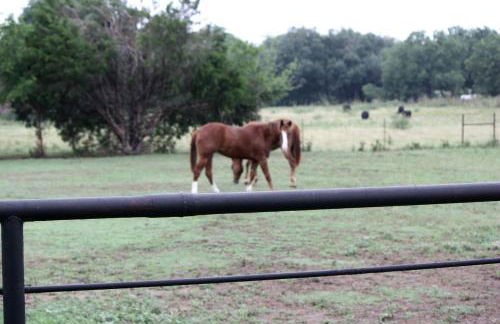 Peaceful Cottage on Farm in Idyllic Countryside near Fort Worth, Texas - Photo 10