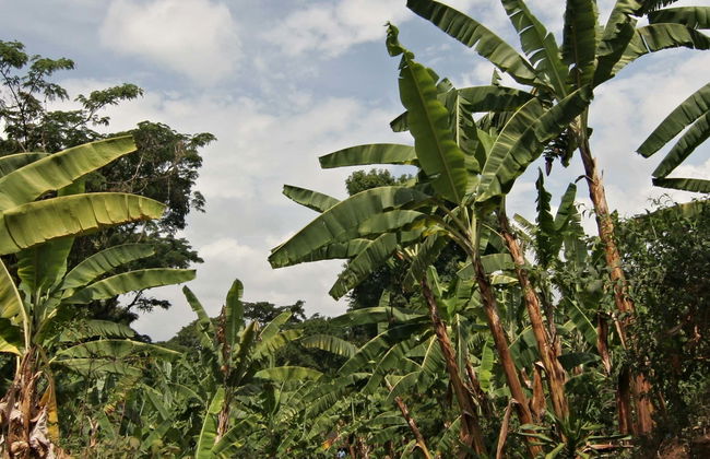 Marangu Day Trip - Foto 1