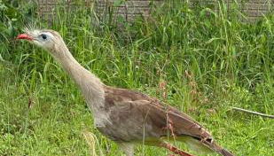 Casa Mataguari - Foto 5