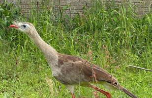 Casa Mataguari - Foto 5