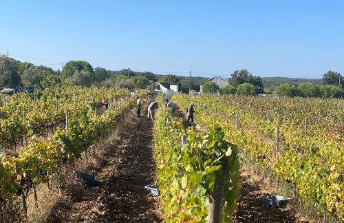 Quinta do Cota - Photo 19