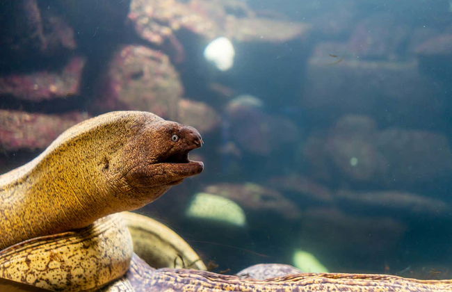 Ingresso do aquário de O Grove - Foto 6