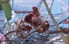 ΆΘΟΣ (ATHOS) - Foto 61