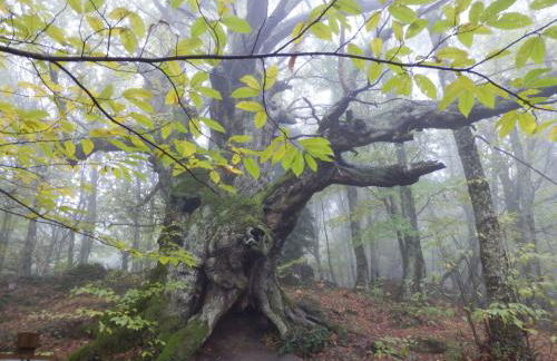 Picaza del Jerte - Foto 6